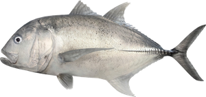 Carangue à Grosse Tête (Carangue Ignobilis) (Caranx Ignobilis)