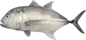 Carangue à Grosse Tête (Carangue Ignobilis) (Caranx Ignobilis)