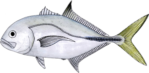 Carangue Gros-Yeux (Carangue Mayole) (Caranx Latus)