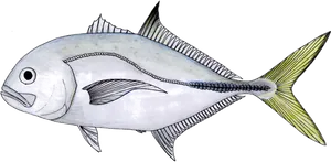 Carangue Gros-Yeux (Carangue Mayole) (Caranx Latus)