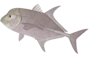Carangue Noire (Caranx Lugubris)