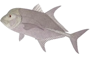 Carangue Noire (Caranx Lugubris)