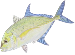 Carangue Bleue (Caranx Melampygus)
