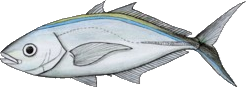 Carangue franche (Caranx Ruber)