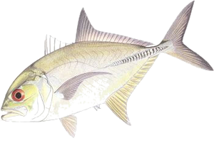 Carangue à Gros Yeux (Caranx Sexfasciatus)