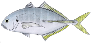 Cuisinier (Caranx Vinctus)