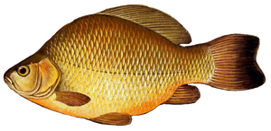 Carassin Commun (Carassius Carassius)