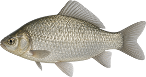 Carassin argenté (Carassius gibelio)
