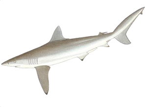 Requin Cuivré (Carcharhinidae)