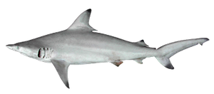 Requin Bordé (Carcharhinus Limbatus)