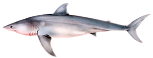 Grand Requin Blanc (Carcharodon Carcharias)