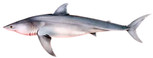 Grand Requin Blanc (Carcharodon Carcharias)