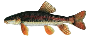 Meunier rouge (Catostomus Catostomus)