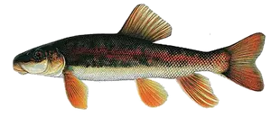 Meunier rouge (Catostomus Catostomus)