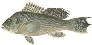 Fanfre Noir (Saint-Pierre) (Centropristis Striata)