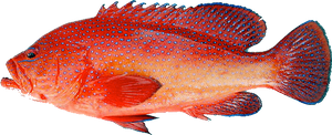 Mérou à point bleu (Cephalopholis taeniops)