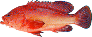 Mérou à point bleu (Cephalopholis taeniops)