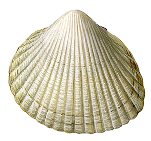 Coque (Cerastoderma Edule)
