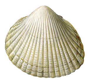 Coque (Cerastoderma Edule)
