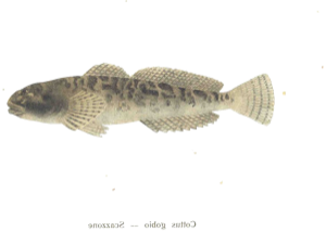 Chabot (Cottus gobio)