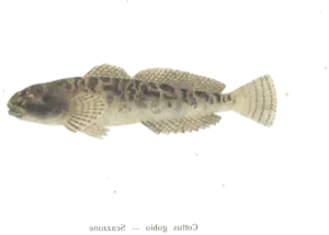 Chabot (Cottus gobio)