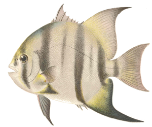 Disque Portugais (Chaetodipterus Faber)