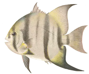 Disque Portugais (Chaetodipterus Faber)
