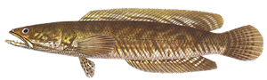 Tête de Serpent Strié (Snakehead) (Channa Spp.)