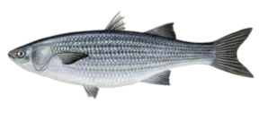 Mulet Lippu (Muge) (Chelon Labrosus)