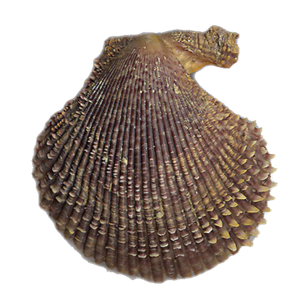 Pétoncle Noir (Chlamy Varia)