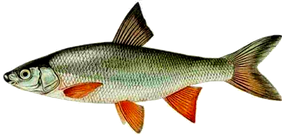 Hotu (Chondrostoma Nasus)
