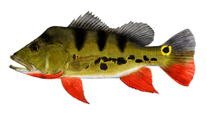 Peacock Bass ( Monoculus) (Cichla Monoculus)