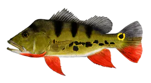 Peacock Bass ( Monoculus) (Cichla Monoculus)
