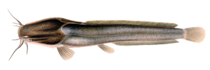 Poisson-Chat Africain (Clarias Gariepinus)