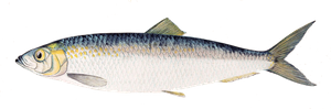 Hareng (Clupea Harengus)