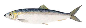 Hareng (Clupea Harengus)