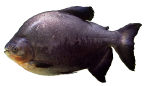 Tambaqui (Colossoma Macropomum)