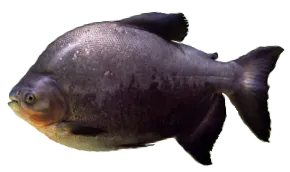 Tambaqui (Colossoma Macropomum)