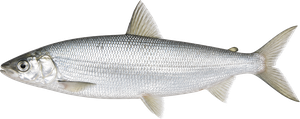 Grand Corégone (Coregonus Clupeaformis)