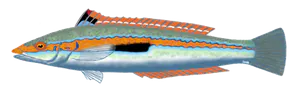 Girelle (Coris Julis)