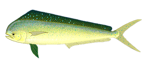 Daurade Coryphène (Mahi-Mahi) (Coryphaena Hippurus)