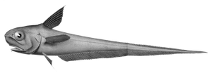 Grenadier de Roche (Coryphaenoides Rupestris)
