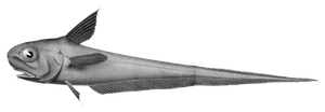 Grenadier de Roche (Coryphaenoides Rupestris)