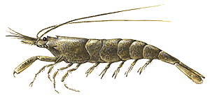 Crevette Grise (Crangon Crangon)