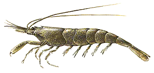 Crevette Grise (Crangon Crangon)