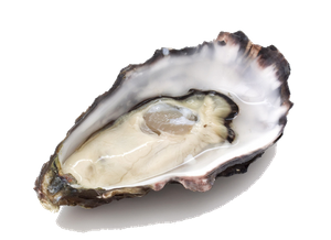 Huitre Creuse (Crassostrea Gigas)