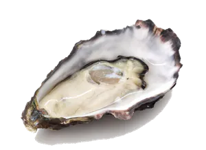 Huitre Creuse (Crassostrea Gigas)