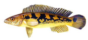 Jacundá (Crenicichla Lenticulata)