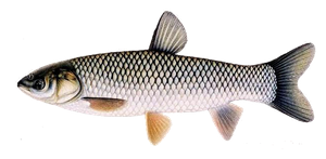 Carpe Amour (Carpe de Roseau) (Ctenopharyngodon Idella)