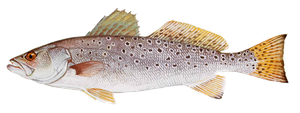 Acoupa Pintade (Cynoscion Nebulosus)